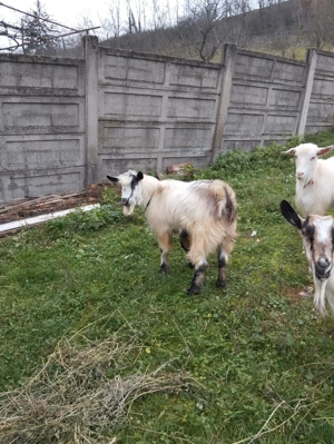 Vând Ţap Alb prietenos   - imagine 2