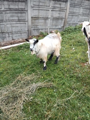 Vând Ţap Alb prietenos   - imagine 3