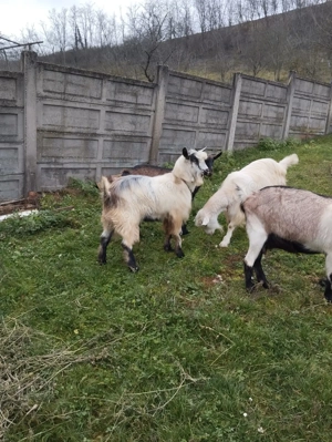 Vând Ţap Alb prietenos   - imagine 4