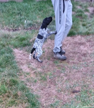 Vând brag german  - imagine 3