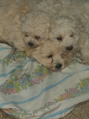 Vând bichon - imagine 3