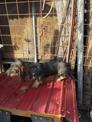 Teckel sarmos standard - imagine 2