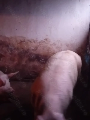 Porci de 110 -120 kg