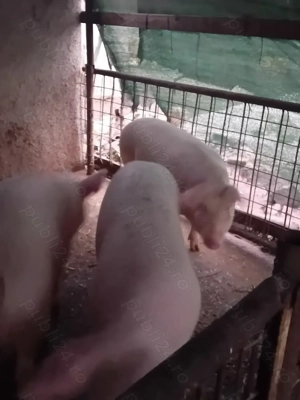 Porci de 110 -120 kg - imagine 2