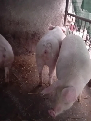 Porci de 110 -120 kg - imagine 5
