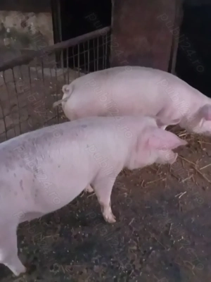 Porci de 110 -120 kg - imagine 4