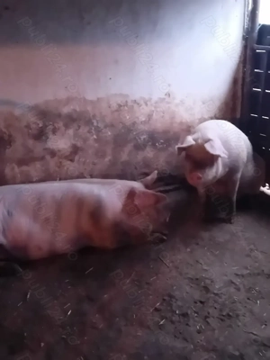 Porci de 110 -120 kg - imagine 3