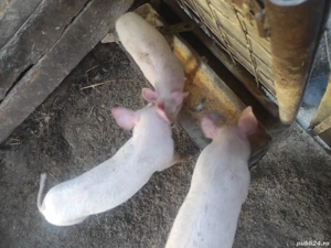 vand 3 purceluse de 10 săptămâni 