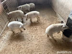 Purcei Mangalita - imagine 2