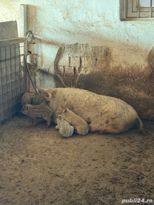 Purcei Mangalita - imagine 4