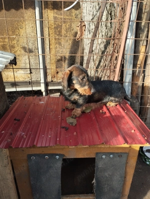 Teckel sarmos standard - imagine 3