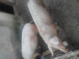 vand 2 porci, rasa marele alb cu landras, aprox 130 kg