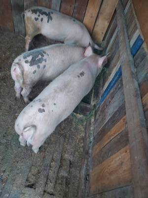 Vînd porci. - imagine 2