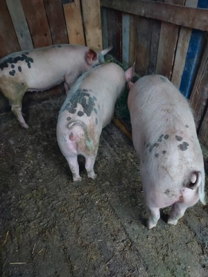 Vînd porci. - imagine 3