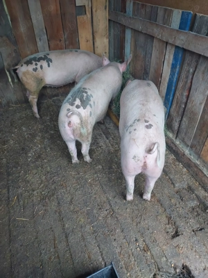 Vînd porci. - imagine 4