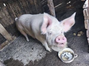 Porc de vânzare Gostinu - Giurgiu - imagine 2