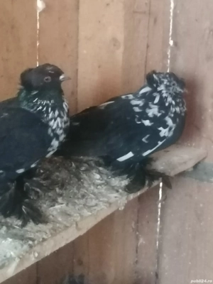 Porumbei botosari cu 2 carpet detali la nr   de vanzare