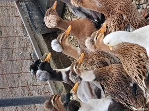 vând rațe românești moțate  - imagine 3