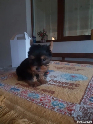 Yorkshire Terrier Toy de rasa pura cu vaccin și deparazitați și carnet se pot vedea și părinți.  - imagine 3