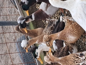 vând rațe românești moțate  - imagine 2