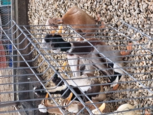 vând rațe românești moțate  - imagine 5