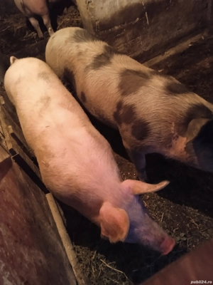 Porci de vânzare  - imagine 3