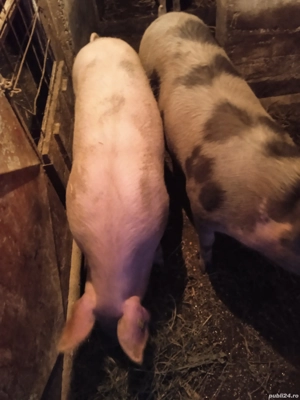 Porci de vânzare  - imagine 2