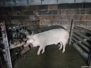 Porci de vânzare 