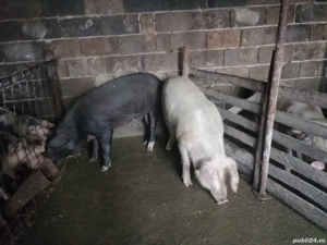 Porci de vânzare  - imagine 2