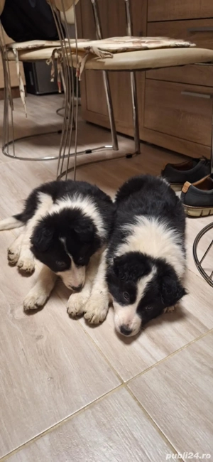 Două cățelușe Border Collie - imagine 4