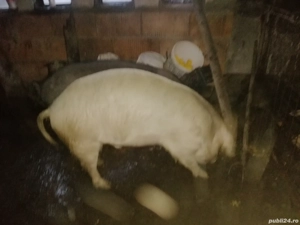 Porci de vânzare  - imagine 3