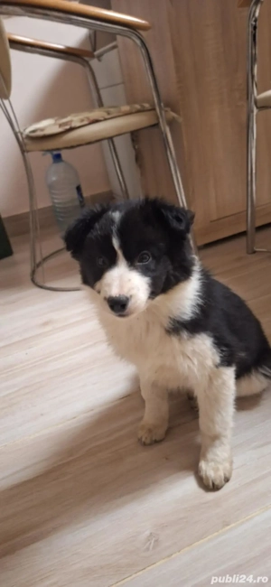 Două cățelușe Border Collie - imagine 2