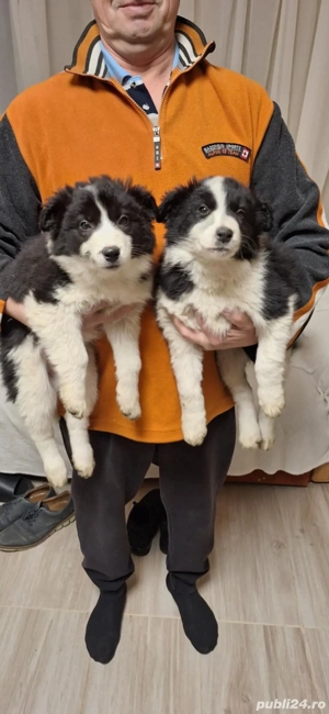Două cățelușe Border Collie - imagine 3
