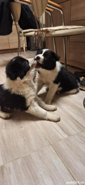Două cățelușe Border Collie - imagine 5