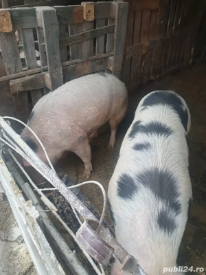 Vând 2 porci grași