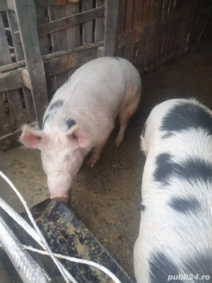 Vând 2 porci grași - imagine 2
