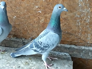 Vand femele porumbel voiajor - imagine 3