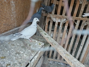 Vand femele porumbel voiajor - imagine 5