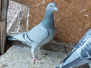 Vand femele porumbel voiajor - imagine 4