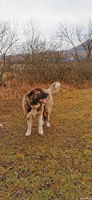 De vânzare sau schimb câini 