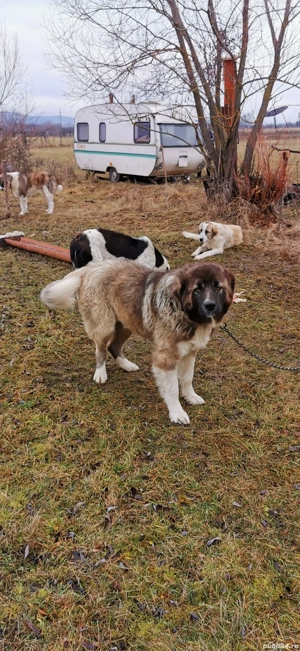 De vânzare sau schimb câini  - imagine 3