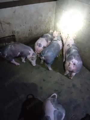 Vând purcei 11 săptămâni  - imagine 2