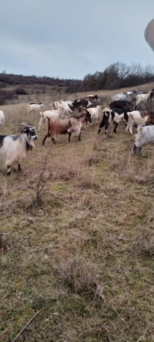 VAND 50 Capre carpatine - imagine 2