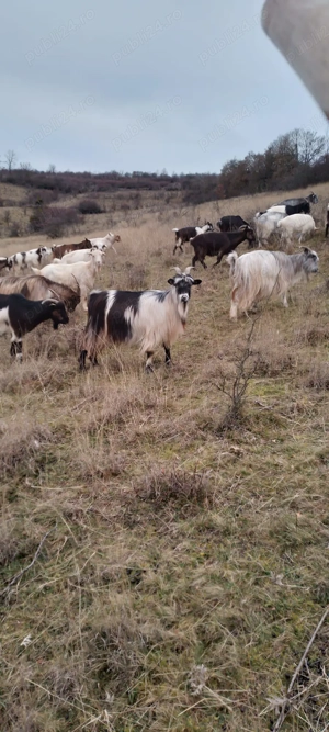 VAND 50 Capre carpatine