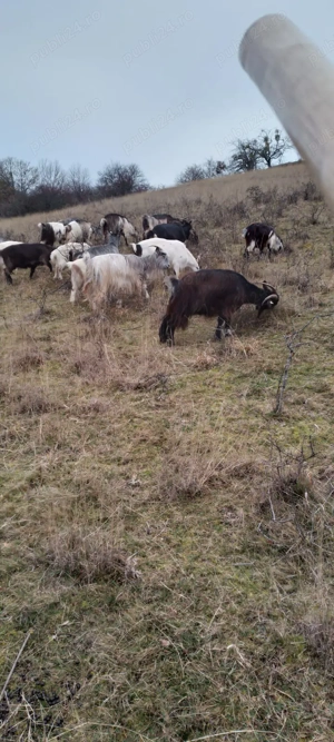 VAND 50 Capre carpatine - imagine 3