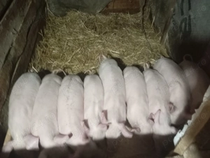 Mai sunt disponibili 5 purcei 