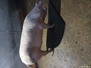 oferta de craciun porc !! - imagine 3