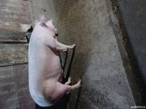 oferta de craciun porc !! - imagine 2