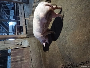 oferta de craciun porc !!