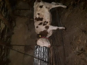 Vand vitica de 10 luni - imagine 2